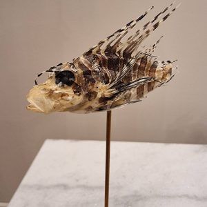 Poisson-ailes-3