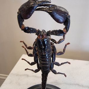 Scorpion-sous-globe-4-scaled